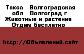 Такса - Волгоградская обл., Волгоград г. Животные и растения » Отдам бесплатно   